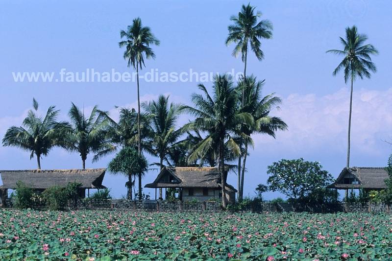 Candi Dasa, Lotosteich