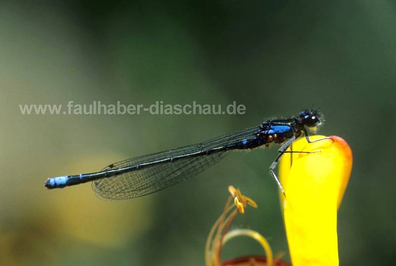Libelle