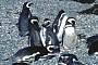 Pinguine