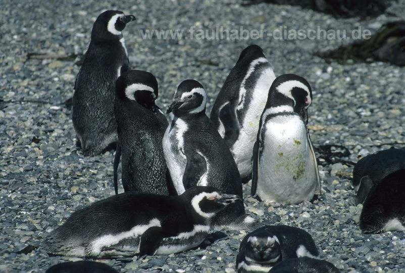 Pinguine