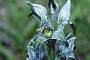 Orchidee