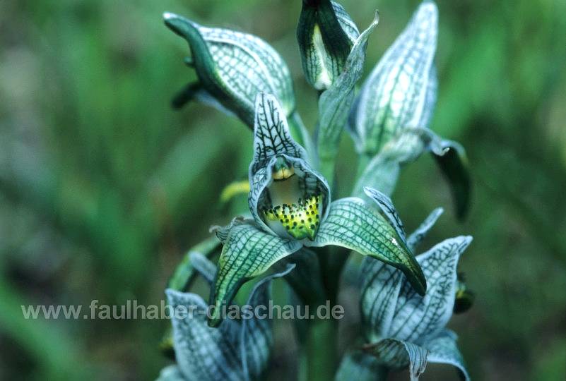 Orchidee