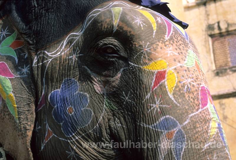 Elefant