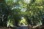 Bamboo Avenue