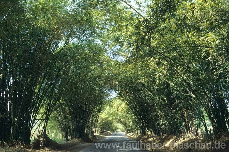 Faulhaber Multivision Bamboo Avenue