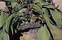 Welwitschia