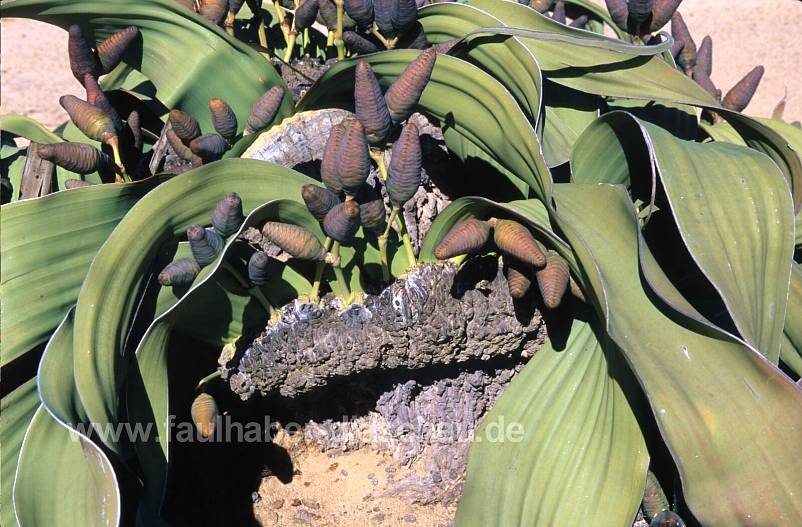 Welwitschia