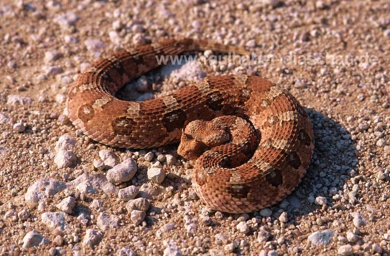 Rote Hornnatter