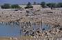 Etosha, Wasserloch