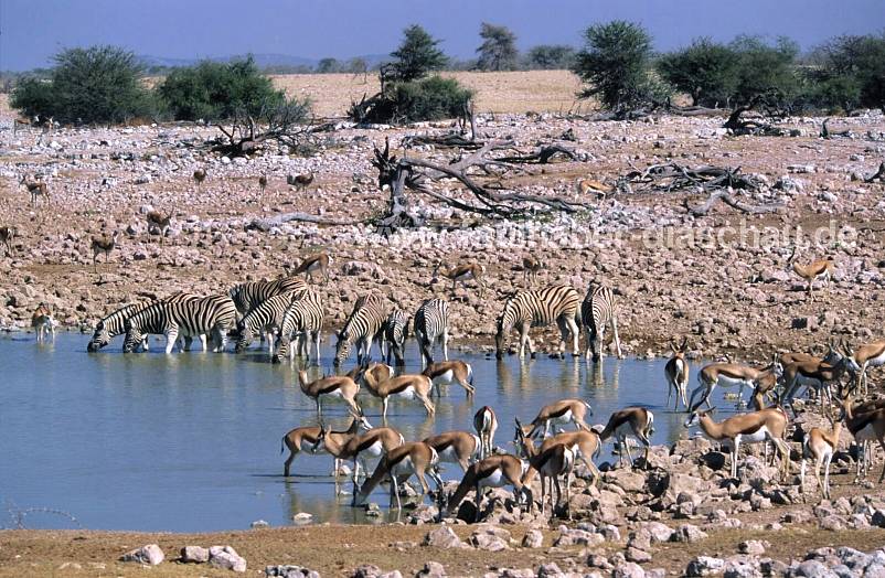 Etosha, Wasserloch