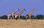 Etosha, Giraffen