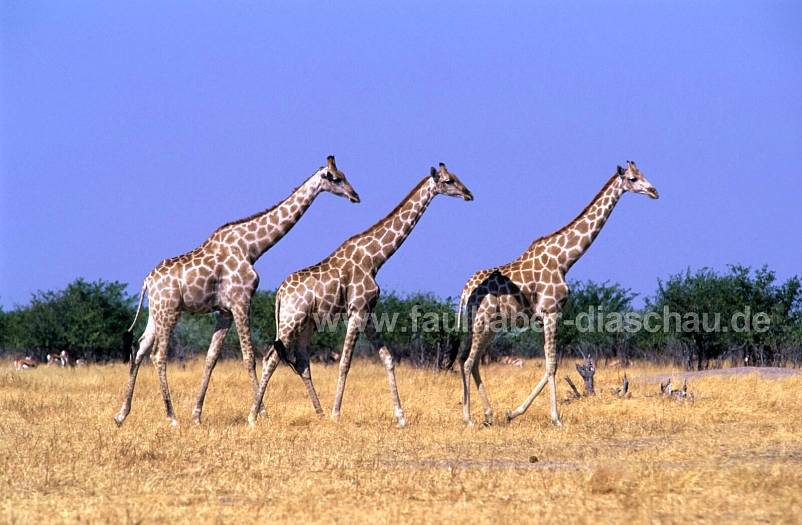 Etosha, Giraffen