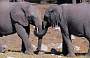 Etosha, Elefanten