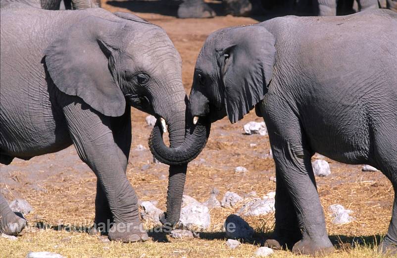 Etosha, Elefanten
