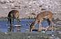 Etosha, Impala-Antilopen