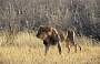 Etosha, Loewe