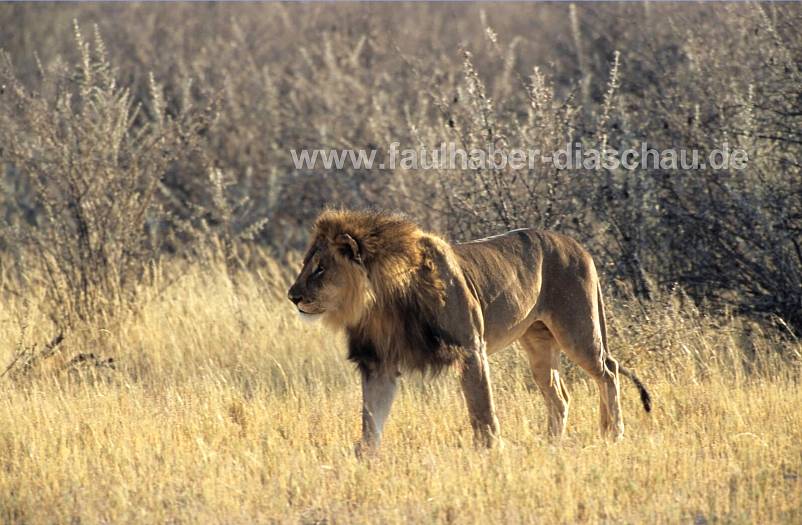 Etosha, Loewe