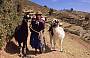 Frau mit Lamas auf der Sonneninsel Frau mit Lamas auf der Sonneninsel