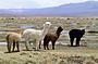 Alpacas im Andenhochland Alpacas im Andenhochland