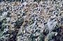 Vogelparadies Ballestas Inseln Vogelparadies Ballestas Inseln