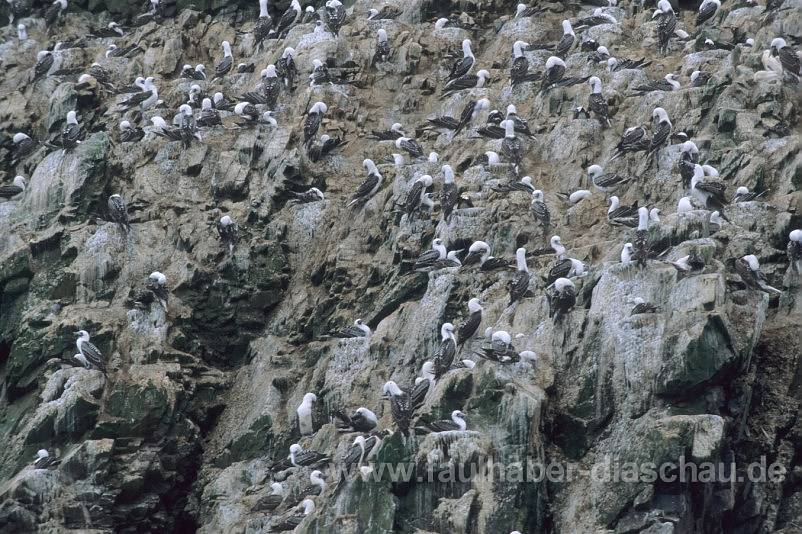 Vogelparadies Ballestas Inseln